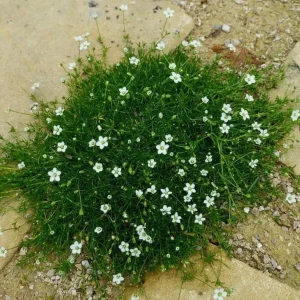 Irish Moss Live Plant (Sagina subulata) - Groundcover, 4