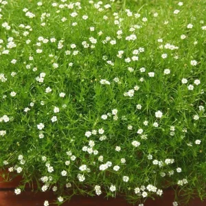 Irish Moss Live Plant (Sagina subulata) - Groundcover, 4