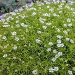 Irish Moss Live Plant (Sagina subulata) - Groundcover, 4