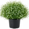 Irish Moss Live Plant (Sagina subulata) - Groundcover, 4" Pot - Image 1
