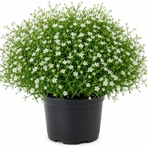 Irish Moss Live Plant (Sagina subulata) - Groundcover, 4" Pot - Image 1