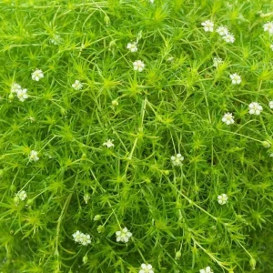 Irish Moss Live Plant (Sagina subulata) - Groundcover, 4