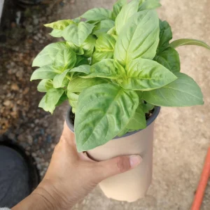 Italian Basil Live Plant - Fresh Herb for Cooking - 6 inch Pot - Image 2