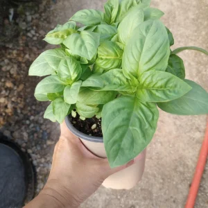 Italian Basil Live Plant - Fresh Herb for Cooking - 6 inch Pot - Image 1