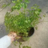Italian Parsley Live Plant – 3-Pack Herb – 6 inch Pot – Culinary Herb - Image 1