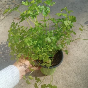 Italian Parsley Live Plant – 3-Pack Herb – 6 inch Pot – Culinary Herb - Image 1
