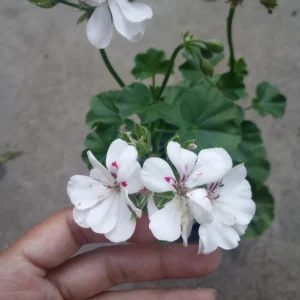 Ivy Geranium Live Plant White – 6 Inch Pot – Potted Houseplant - Image 2