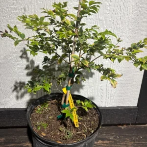 Jaboticaba Tree Live Plant - Brazilian Grape Fruit - 3 Gallon Tropical Evergreen - Image 3