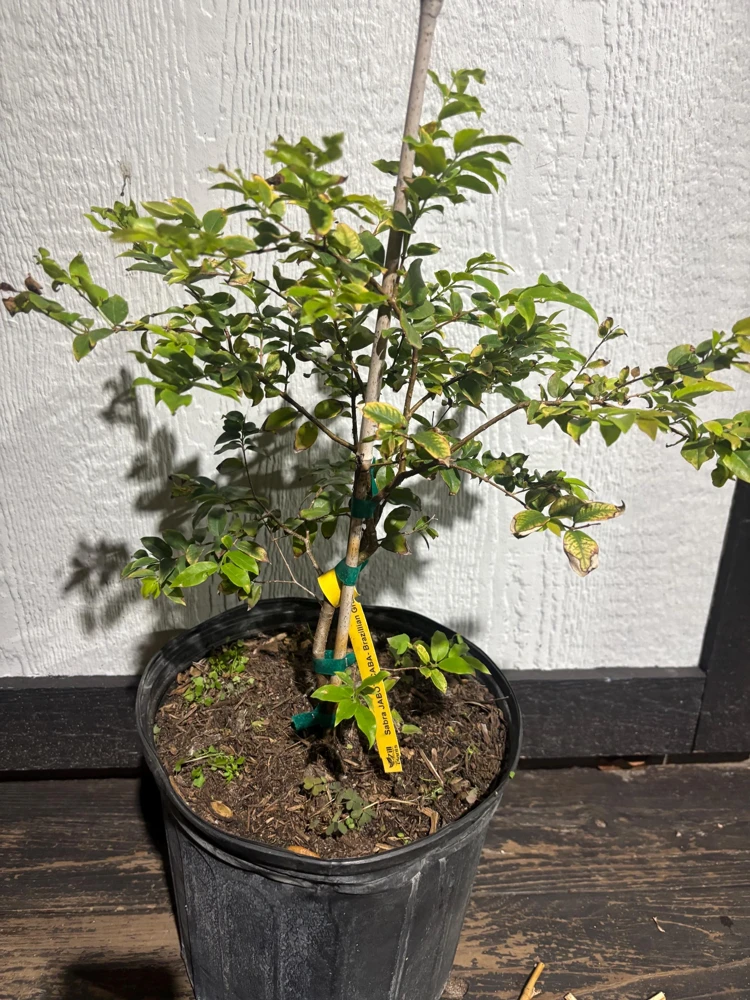 Jaboticaba Tree Live Plant - Brazilian Grape Fruit - 3 Gallon Tropical Evergreen - Image 3