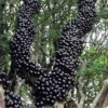 Jaboticaba Tree Live Plant - Brazilian Grape Fruit - 3 Gallon Tropical Evergreen - Image 1