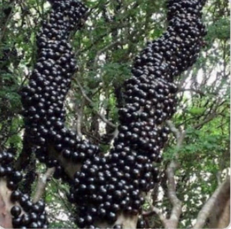 Jaboticaba Tree Live Plant - Brazilian Grape Fruit - 3 Gallon Tropical Evergreen - Image 1