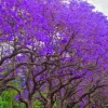 Jacaranda Mimosifolia Purple Flowering Tree Cuttings - 3 Unrooted 6" Live Plants - Image 1