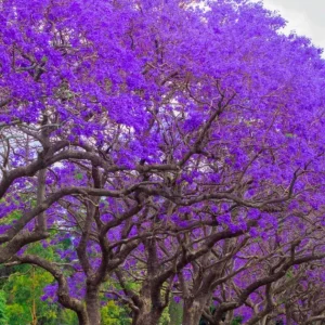 Jacaranda Mimosifolia Purple Flowering Tree Cuttings - 3 Unrooted 6" Live Plants - Image 1