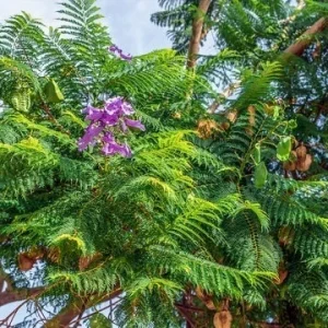 Jacaranda Mimosifolia Purple Flowering Tree Cuttings - 3 Unrooted 6