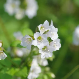 Jacob's Ladder 'White Pearl' Live Plant – Polemonium caeruleum – Starter Plant 4-6in - Image 2