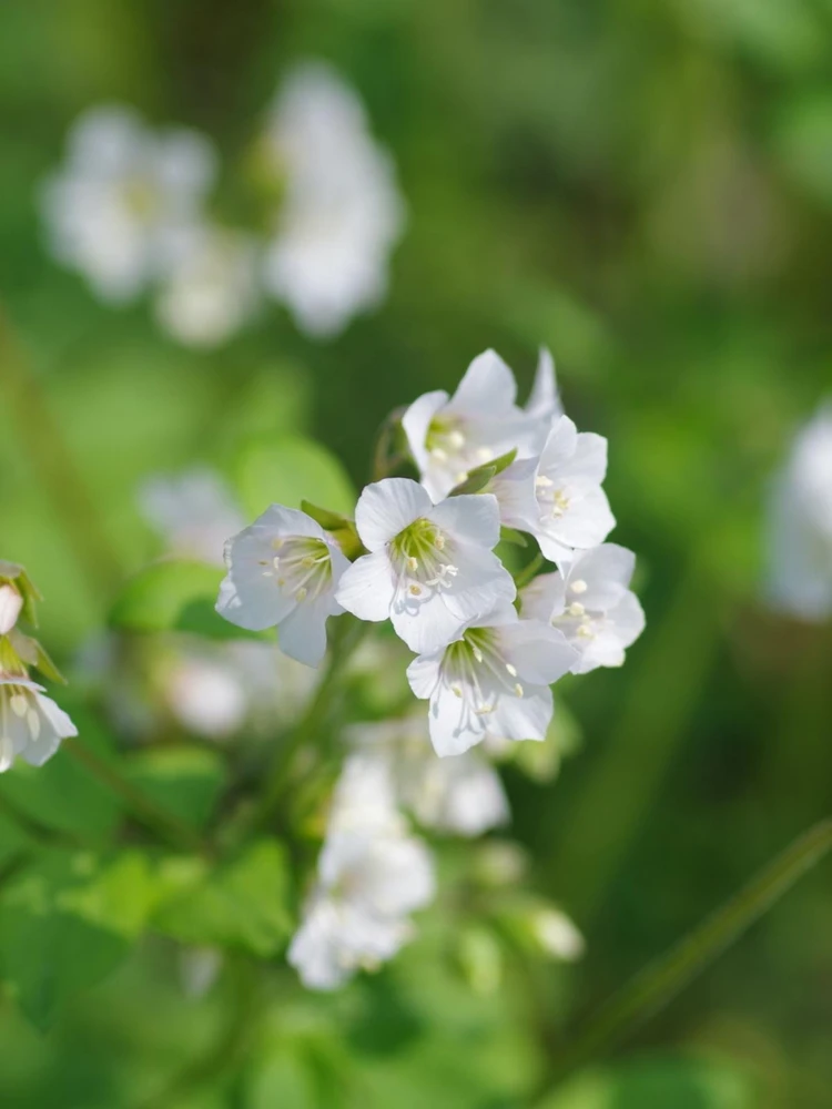 Jacob's Ladder 'White Pearl' Live Plant – Polemonium caeruleum – Starter Plant 4-6in - Image 2