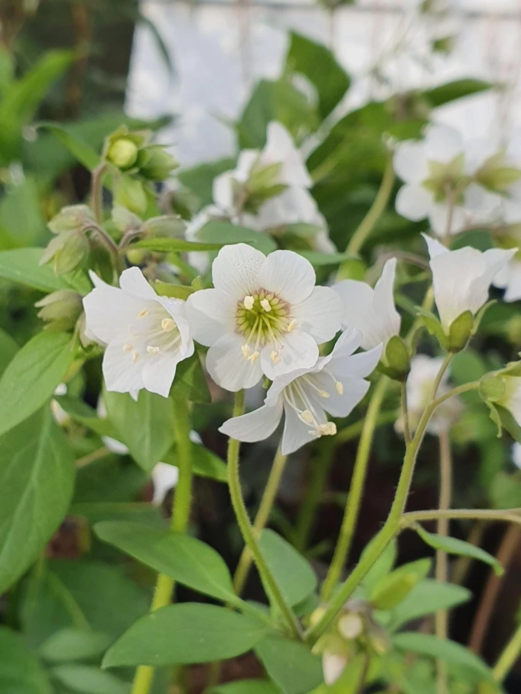 Jacob's Ladder 'White Pearl' Live Plant – Polemonium caeruleum – Starter Plant 4-6in - Image 1