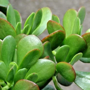 Jade Money Plant Cuttings - 3 Live 4" Crassula Ovata Succulents Indoor/Outdoor Green - Image 1