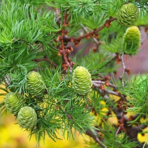 Japanese Larch Pre-Bonsai Live Plant - 12-18 inch Starter Sapling - Outdoor Tree - Image 2