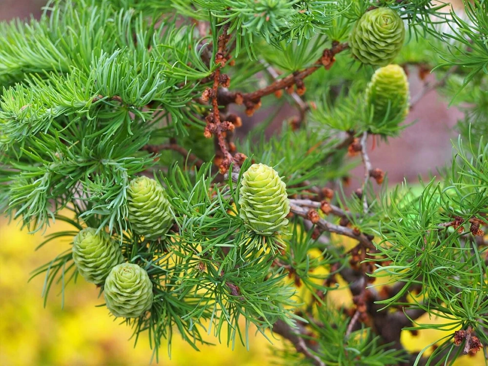 Japanese Larch Pre-Bonsai Live Plant - 12-18 inch Starter Sapling - Outdoor Tree - Image 2