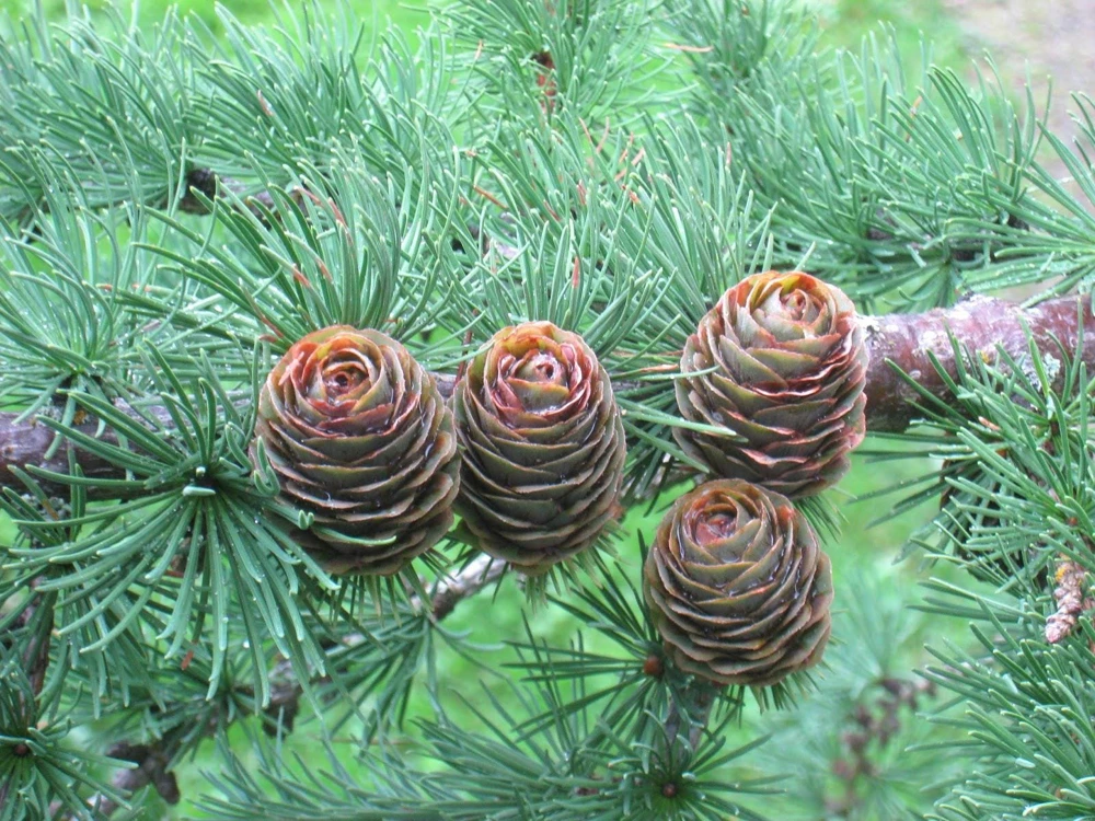 Japanese Larch Pre-Bonsai Live Plant - 12-18 inch Starter Sapling - Outdoor Tree - Image 3
