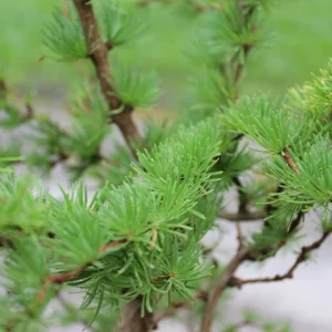 Japanese Larch Pre-Bonsai Live Plant - 12-18 inch Starter Sapling - Outdoor Tree - Image 4