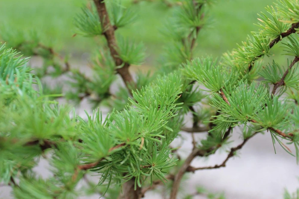 Japanese Larch Pre-Bonsai Live Plant - 12-18 inch Starter Sapling - Outdoor Tree - Image 4