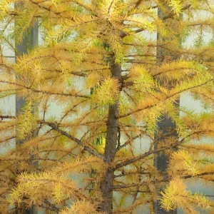 Japanese Larch Pre-Bonsai Live Plant - 12-18 inch Starter Sapling - Outdoor Tree - Image 5