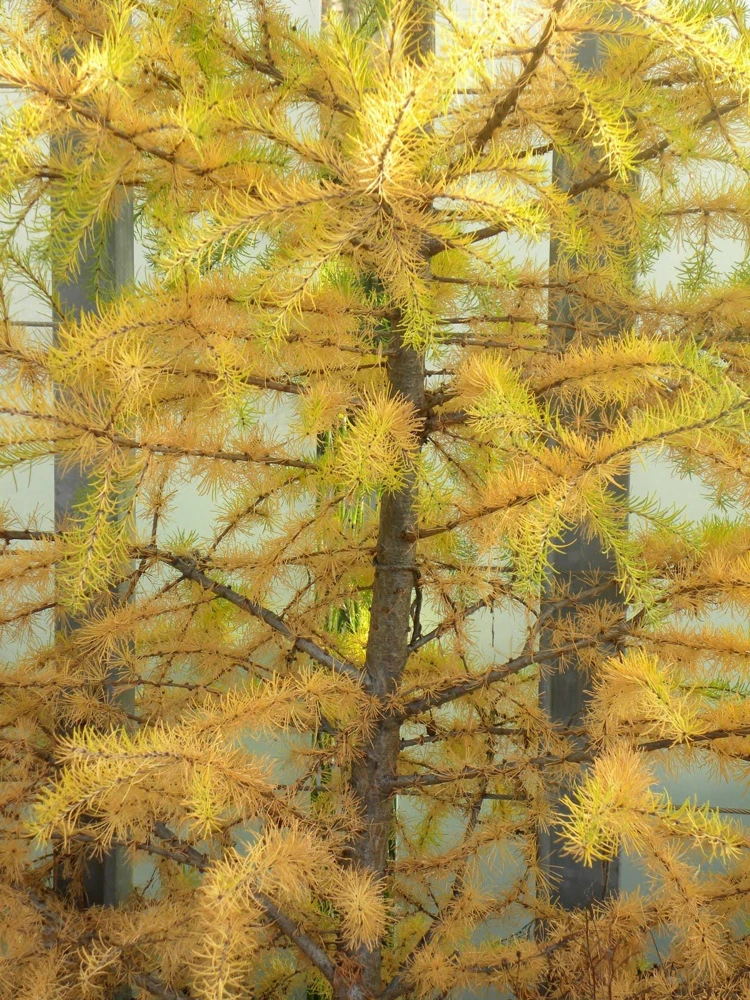 Japanese Larch Pre-Bonsai Live Plant - 12-18 inch Starter Sapling - Outdoor Tree - Image 5