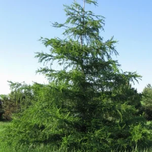 Japanese Larch Pre-Bonsai Live Plant - 12-18 inch Starter Sapling - Outdoor Tree - Image 6