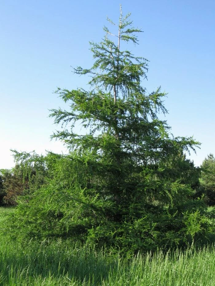 Japanese Larch Pre-Bonsai Live Plant - 12-18 inch Starter Sapling - Outdoor Tree - Image 6