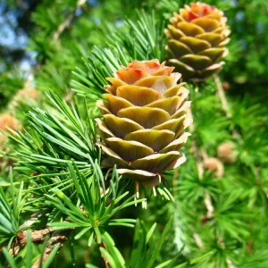 Japanese Larch Pre-Bonsai Live Plant - 12-18 inch Starter Sapling - Outdoor Tree - Image 1