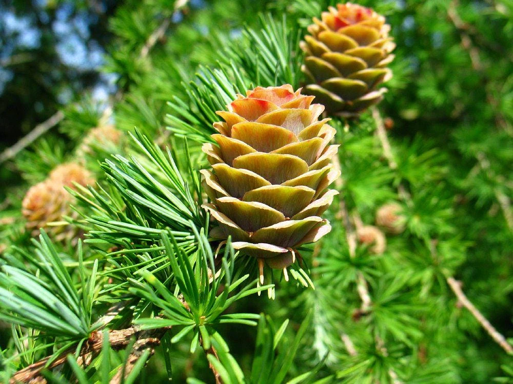 Japanese Larch Pre-Bonsai Live Plant - 12-18 inch Starter Sapling - Outdoor Tree - Image 1
