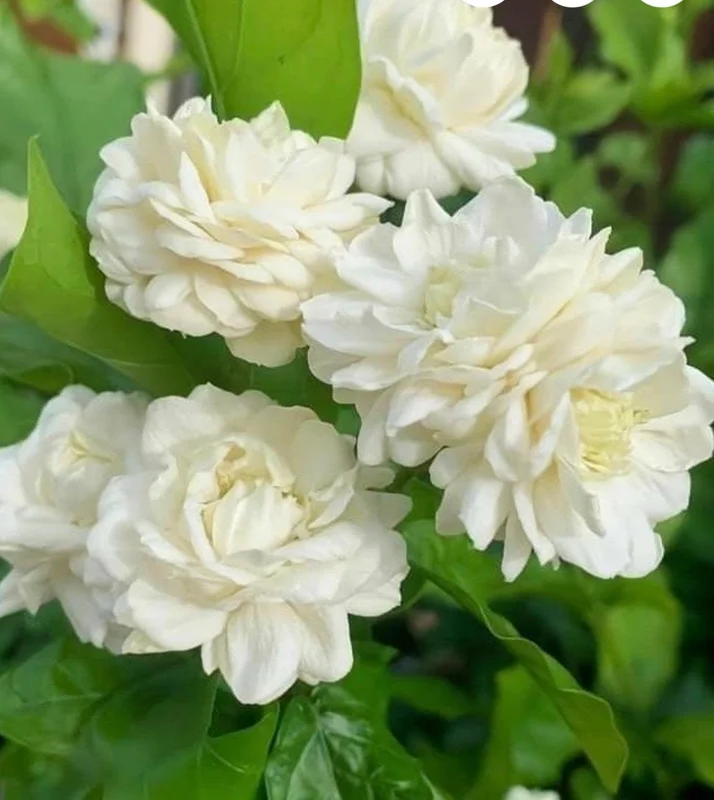 Jasmine Grand Duke Starr Live Plant – 2 Small Plants, 2-5 Inches Tall, Fragrant Blooms - Image 3