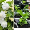 Jasmine Grand Duke Starr Live Plant – 2 Small Plants, 2-5 Inches Tall, Fragrant Blooms - Image 1