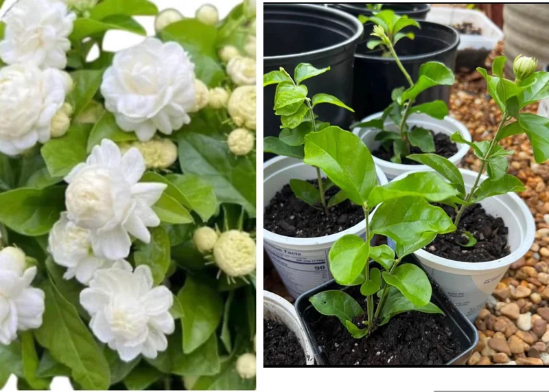 Jasmine Grand Duke Starr Live Plant – 2 Small Plants, 2-5 Inches Tall, Fragrant Blooms - Image 1