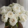 Jeanne Moreau Rose Live Plant - Fragrant White Blooms, Repeat Blooming - Image 1