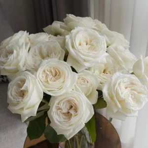 Jeanne Moreau Rose Live Plant - Fragrant White Blooms, Repeat Blooming - Image 1