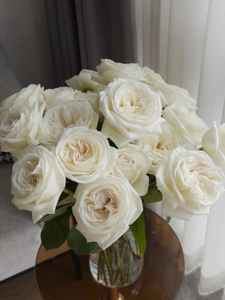 Jeanne Moreau Rose Live Plant - Fragrant White Blooms, Repeat Blooming - Image 1