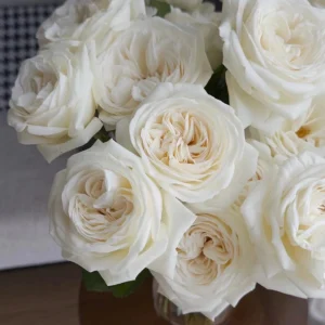Jeanne Moreau Rose Live Plant - Fragrant White Blooms, Repeat Blooming - Image 2