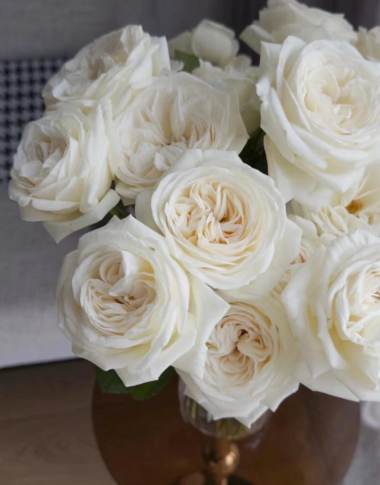 Jeanne Moreau Rose Live Plant - Fragrant White Blooms, Repeat Blooming - Image 2