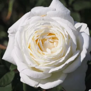 Jeanne Moreau Rose Live Plant - Fragrant White Blooms, Repeat Blooming - Image 3