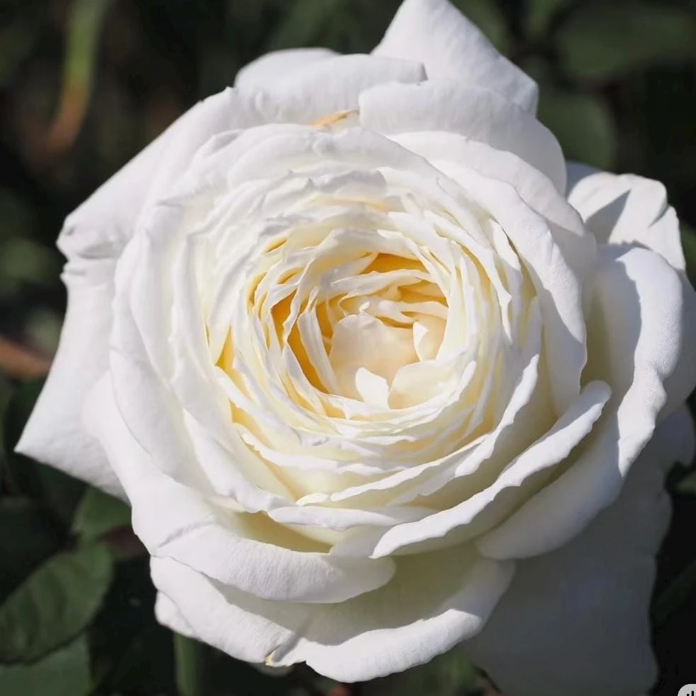 Jeanne Moreau Rose Live Plant - Fragrant White Blooms, Repeat Blooming - Image 3
