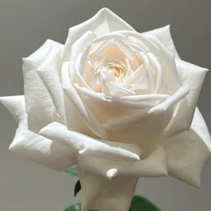 Jeanne Moreau Rose Live Plant - Fragrant White Blooms, Repeat Blooming - Image 4