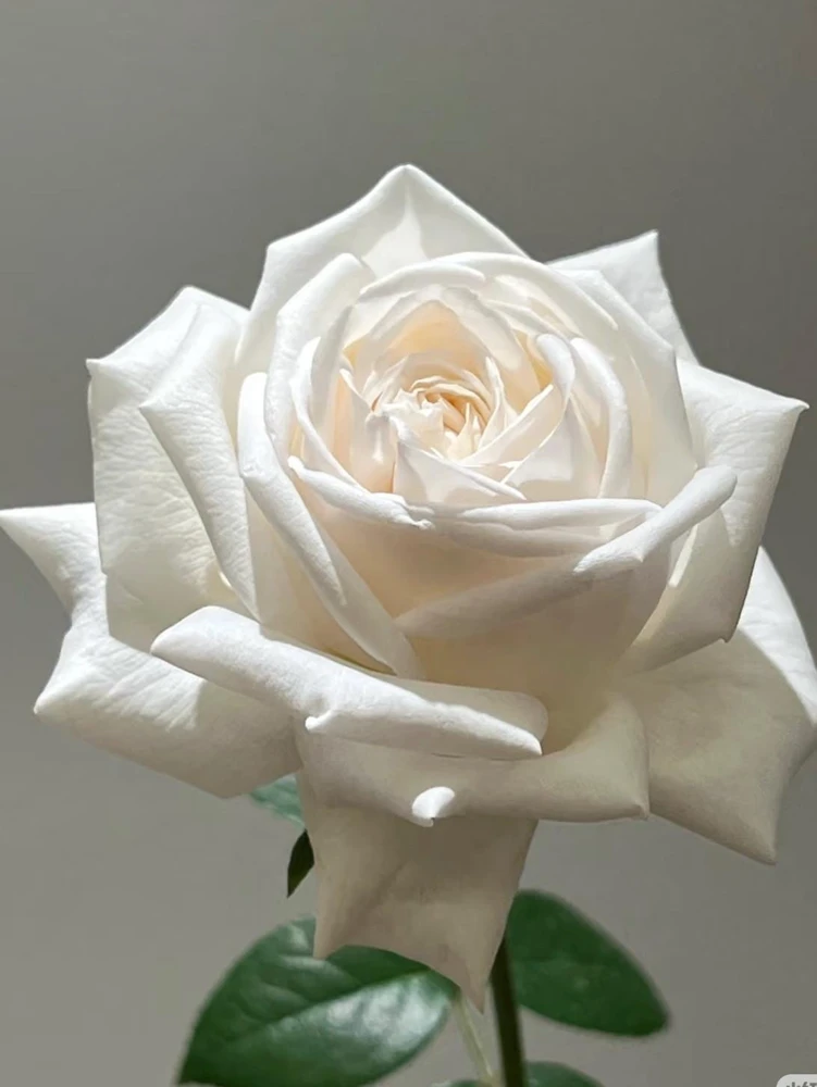 Jeanne Moreau Rose Live Plant - Fragrant White Blooms, Repeat Blooming - Image 4