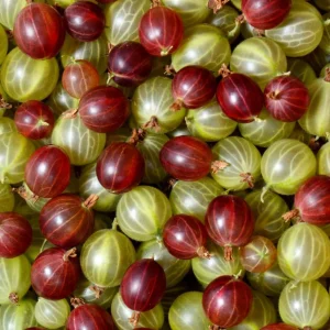 Jeanne Red Gooseberry Bush Live Plant - 6-12
