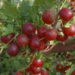 Jeanne Red Gooseberry Bush Live Plant - 6-12