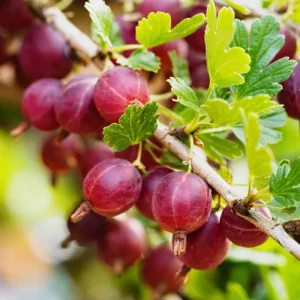 Jeanne Red Gooseberry Bush Live Plant - 6-12
