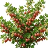 Jeanne Red Gooseberry Bush Live Plant - 6-12" Tall Fruiting Shrub - Image 1