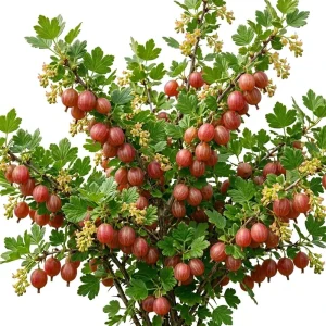 Jeanne Red Gooseberry Bush Live Plant - 6-12